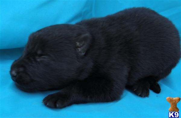 Puppies in Poplarville