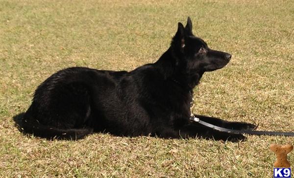 German Shepherd Puppies in MS
