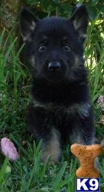 German Shepherd Puppies in MS