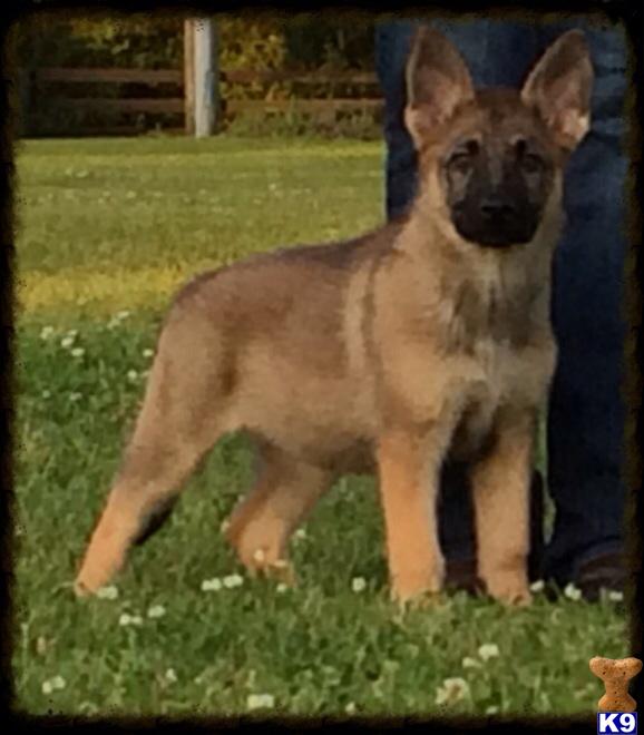 german shepherd puppies for sale in ms akc german shepherd puppies for sale in mississippi for sale 1200 breeds picture german shepherd puppies for sale in ms akc german shepherd puppies for sale in mississippi for sale 1200 breeds picture