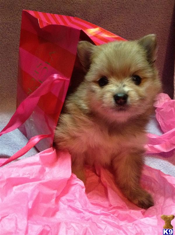 teacup pomeranian puppies for sale in louisiana miniature pomeranian puppies for sale in louisiana teacup pomeranian puppies for sale in louisiana miniature pomeranian puppies for sale in louisiana