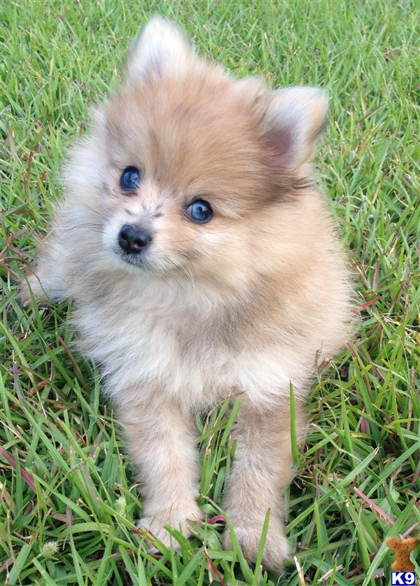 Dogs - Pomeranian