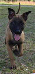 Belgian Malinois