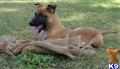 Belgian Malinois