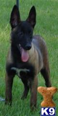 Belgian Malinois
