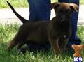 Belgian Malinois