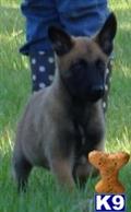 Belgian Malinois