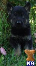 German Shepherd