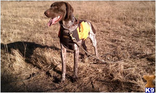 Stud Dogs - German Shorthaired Pointer