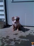 Miniature Australian Shepherd