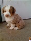 Miniature Australian Shepherd