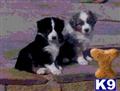 Miniature Australian Shepherd