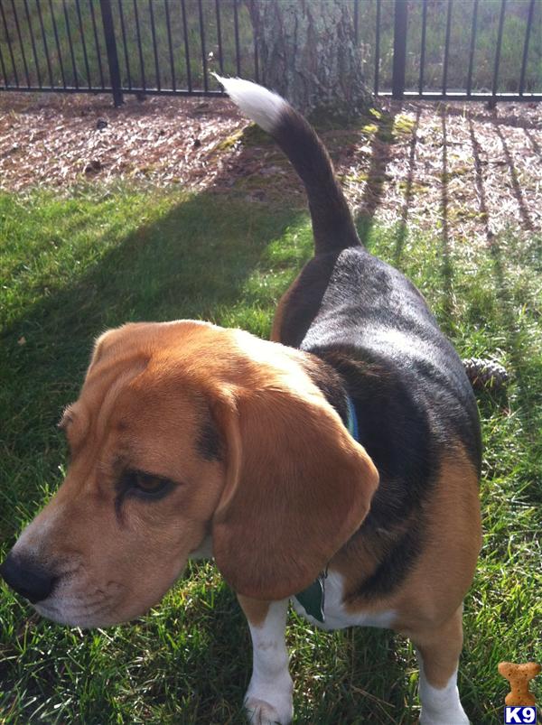 Stud Dogs - Beagle