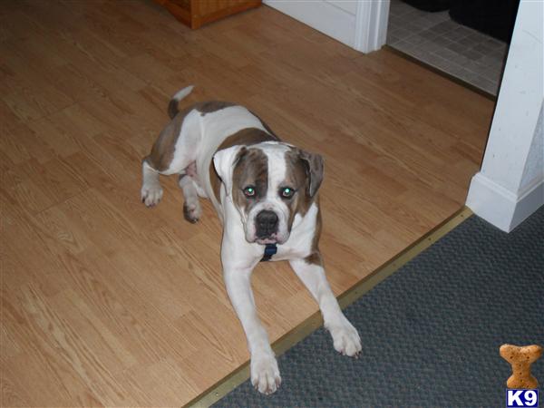 Stud Dogs in IN