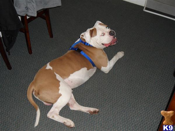 Stud Dogs in IN