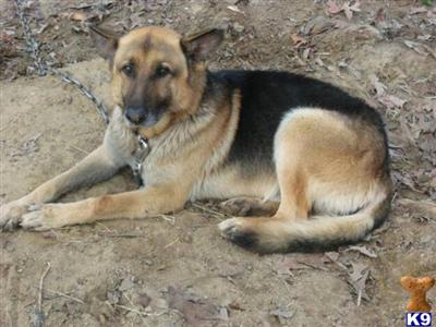 Stud Dogs - German Shepherd