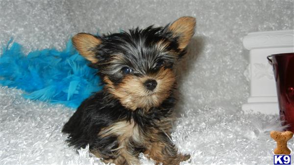 Puppies in Colorado springs