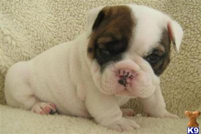 English Bulldog Puppies in FL