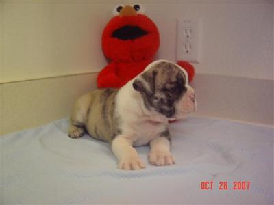 Bulldog Puppies for Sale