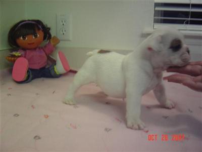 Bulldog Puppies for Sale