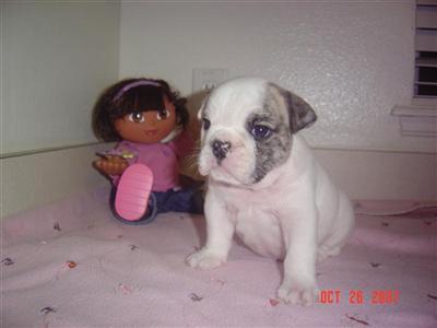 Bulldog Puppies for Sale