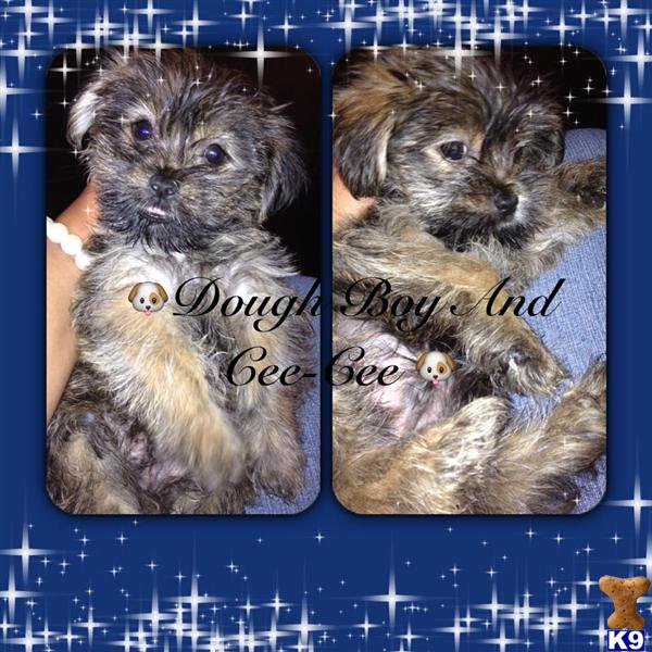 shih tzu nyc document moved shih tzu nyc document moved