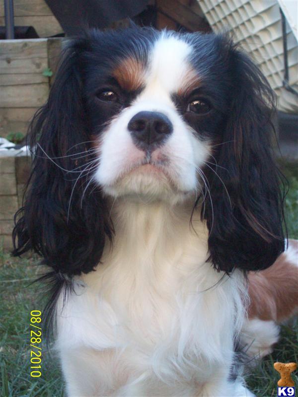 Dogs - Cavalier King Charles Spaniel