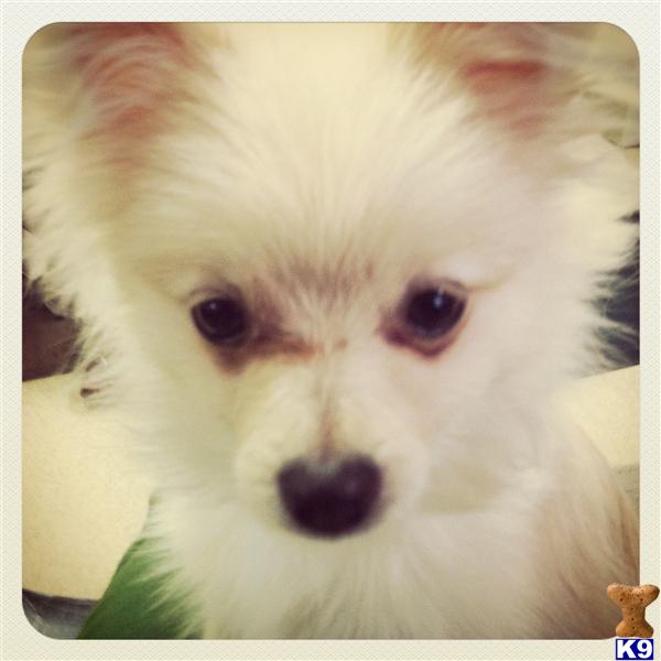 Stud Dogs - Pomeranian