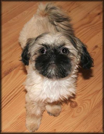 Dogs for Sale in WA