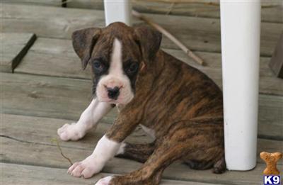 Puppies in Desoto