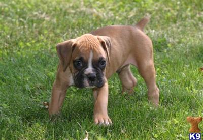 Puppies in Desoto