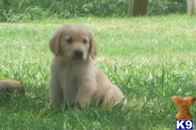 Puppies in GA