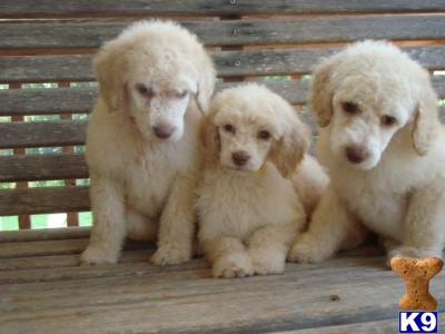 Puppies in GA