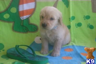 Goldendoodles Puppies for Sale