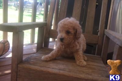 Puppies in GA