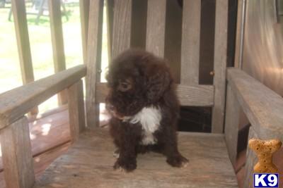 Puppies in GA