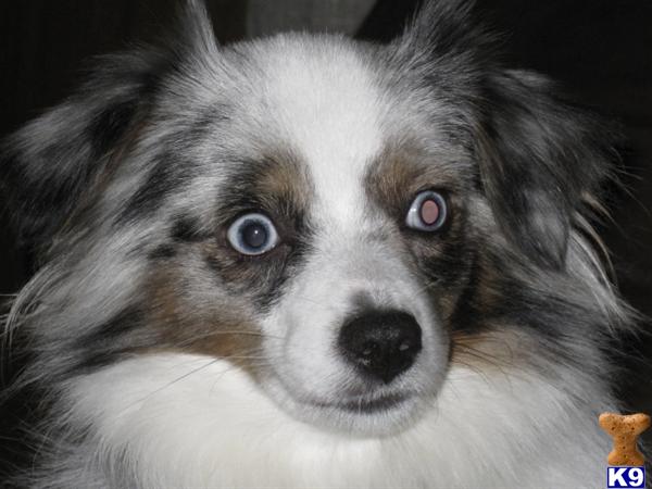 Stud Dogs - Australian Shepherd