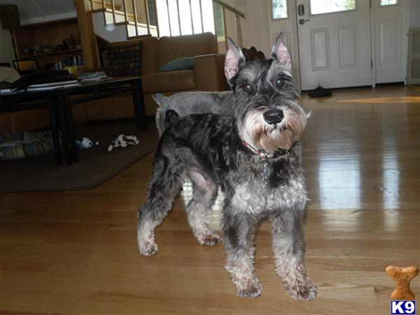 Stud Dogs - Miniature Schnauzer