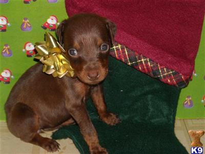 Doberman Pinscher Puppies in TX