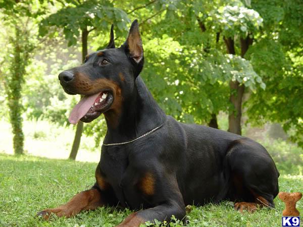 Doberman Pinscher Puppies in TX