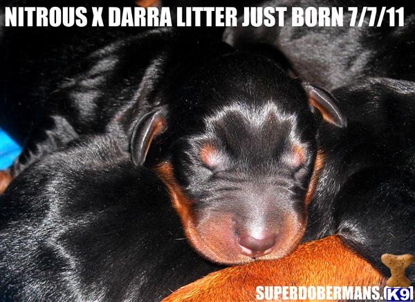 Doberman Pinscher Puppies in TX