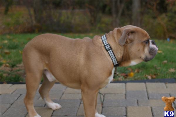 Stud Dogs - Old English Bulldog