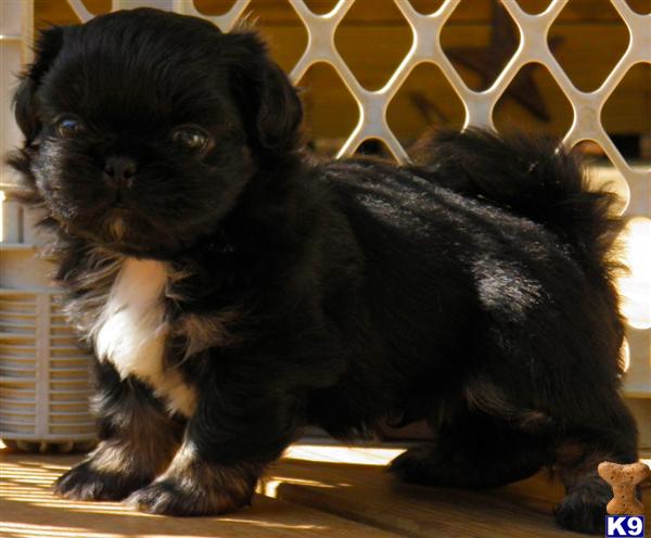 Pekingese Puppies