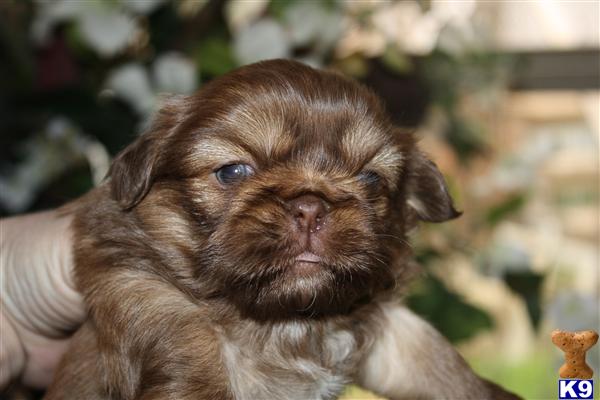 Pekingese Puppies