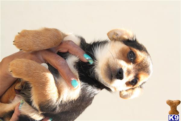 Puppies in San francisco