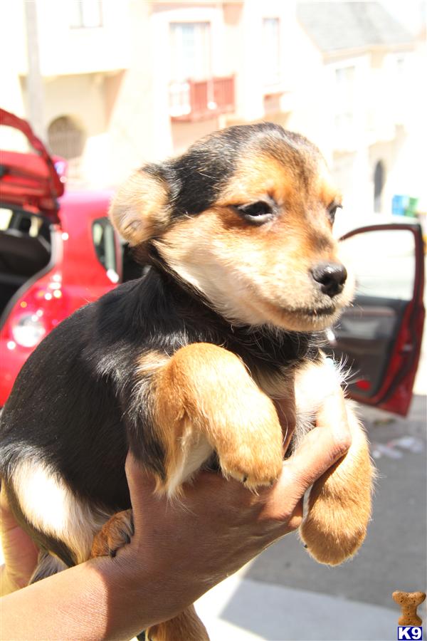 Puppies in San francisco