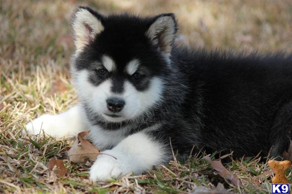 mini husky pomeranian for sale pomeranian husky miniature for sale in iowa myideasbedroom mini husky pomeranian for sale pomeranian husky miniature for sale in iowa myideasbedroom