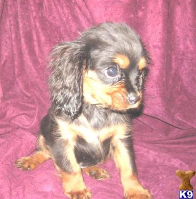 Puppies in SD