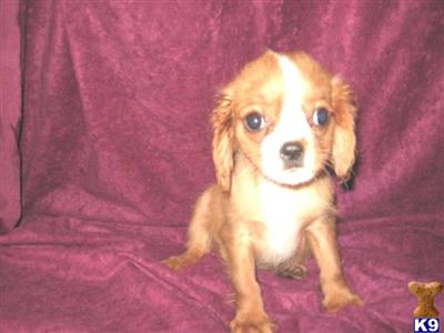 Puppies in SD