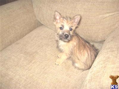 Norwich Terrier Puppies for Sale